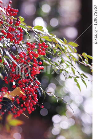 赤い南天の実 赤い南天の実 129075867