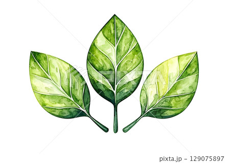 Fresh Green Leaves with Detailed Textures for Natural and Botanical Designs 129075897