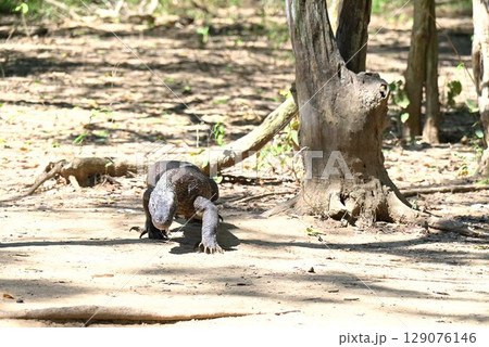 コモド島~正面から見た歩くコモドドラゴン コモド島~正面から見た歩くコモドドラゴン 129076146