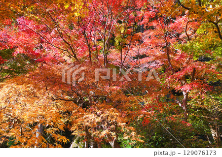 鎌倉 覚園寺の美しい紅葉(神奈川県鎌倉市) 鎌倉 覚園寺の美しい紅葉(神奈川県鎌倉市) 129076173