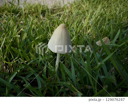 cluster of wild mushrooms growing in green gr 129076287