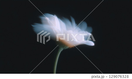 白いデイジーが揺れるソフトフォーカス 黒背景 白いデイジーが揺れるソフトフォーカス 黒背景 129076328