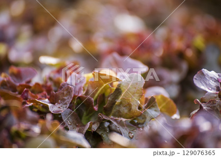 Close up fresh organic Red oak hydroponic vegetable plantation produce red green salad hydroponic cultivate farm. Salad farm vegetable red oak lettuce. lettuce salad in green Organic plantation Farm 129076365