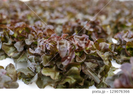 Salad farm vegetable red oak lettuce. Close up fresh organic hydroponic vegetable plantation produce red green salad hydroponic cultivate farm. Red oak lettuce salad in green Organic plantation Farm. 129076366