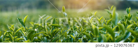 Banner Green tea tree leaves camellia sinensis organic farm sunlight. Panorama Fresh young tender bud herbal farm in morning. Banner Sunlight Green tea tree plant. Wide Green Tea Tree with copy space Banner Green tea tree leaves camellia sinensis organic farm sunlight. Panorama Fresh young tender bud herbal farm in morning. Banner Sunlight Green tea tree plant. Wide Green Tea Tree with copy space 129076367