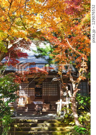 鎌倉 覚園寺の美しい紅葉（神奈川県鎌倉市） 129076532