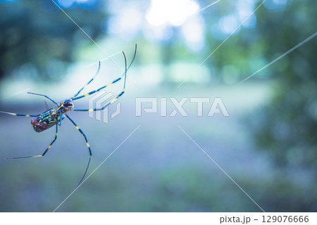 森で巣を張るジョロウグモの写真 129076666
