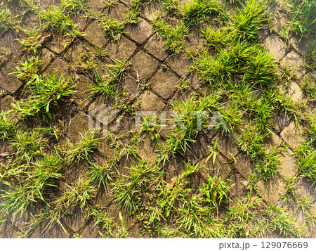 庭のタイルに生えた雑草をイメージした写真 129076669