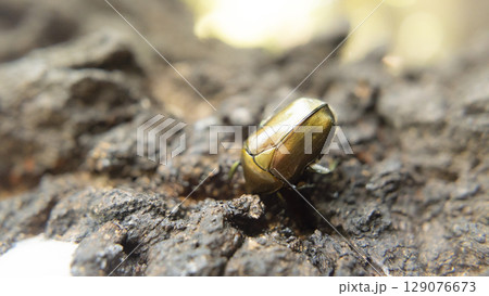 夏に樹液を吸う益虫のカナブンの写真 129076673
