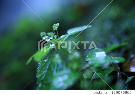 小さな葉と水滴(アップ) 小さな葉と水滴(アップ) 129076966