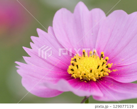 明るいコスモスの花 明るいコスモスの花 129077119