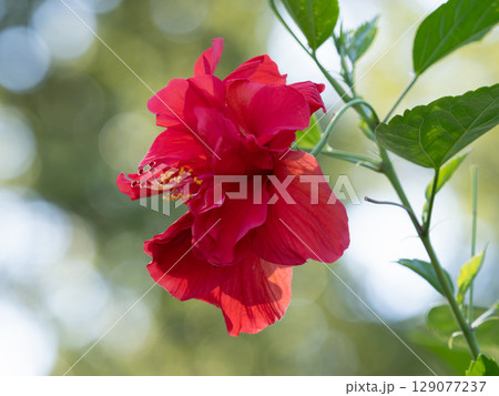 八重の紅いハイビスカス 八重の紅いハイビスカス 129077237