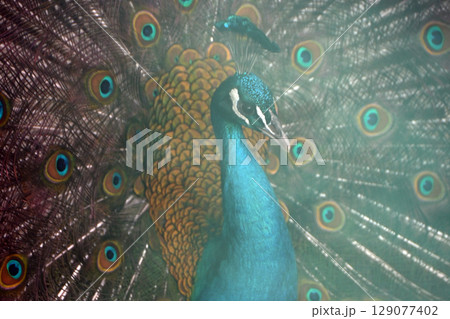 羽を広げたクジャク 129077402