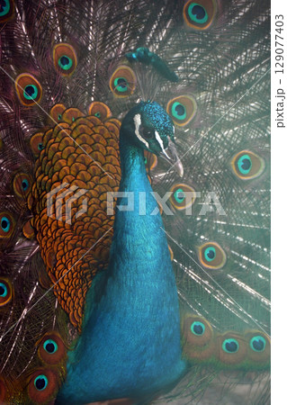 羽を広げたクジャク 129077403