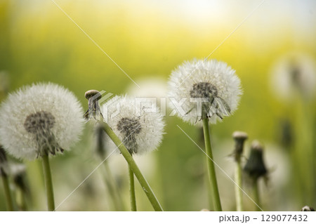 Close-Up of Dandelion Seed Heads in a Sunny Field 129077432