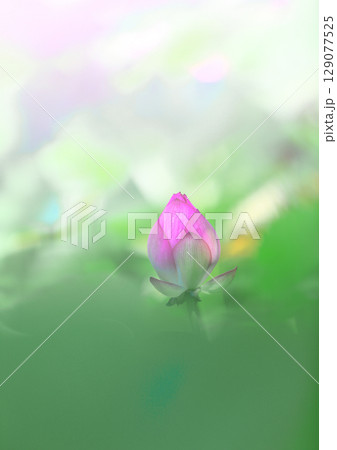 ハスの花 129077525