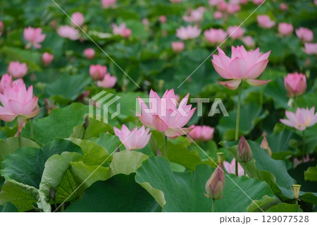 ハスの花 129077528