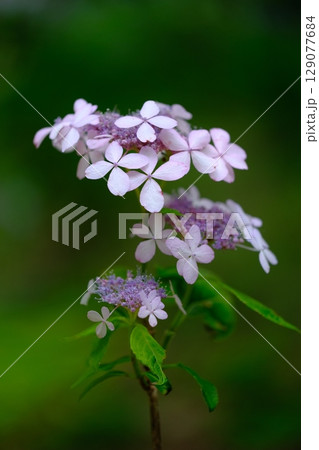 アジサイの花 アジサイの花 129077684
