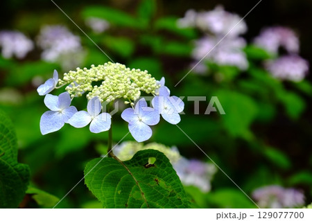 紫陽花の花 129077700