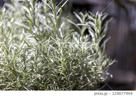 Fresh Rosemary Herb grow outdoor. Rosemary leaves Close-up. Fresh Rosemary Herb grow outdoor. Rosemary leaves Close-up. 129077904