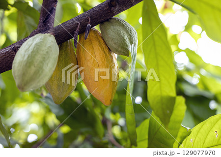Cacao Tree (Theobroma cacao). Organic cocoa fruit pods in nature. 129077970