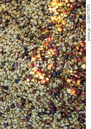 Coffee beans drying in the sun. Coffee plantations at coffee farm Coffee beans drying in the sun. Coffee plantations at coffee farm 129077973