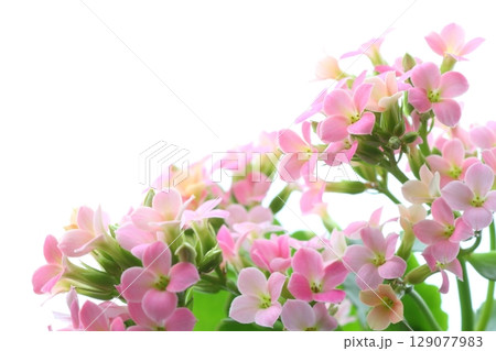ピンク色のカランコエ 【白背景】 ピンク色のカランコエ 【白背景】 129077983