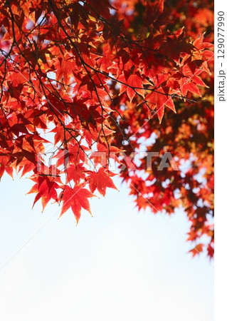 真っ赤に色づいたカエデの葉 【空背景】 129077990