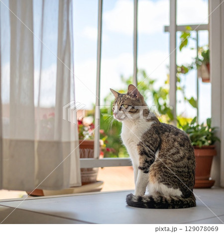 窓際で遊ぶ猫 窓際で遊ぶ猫 129078069