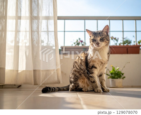 窓際で遊ぶ猫 129078070