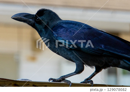 丸い目をしたかわいいハシブトガラス 129078082