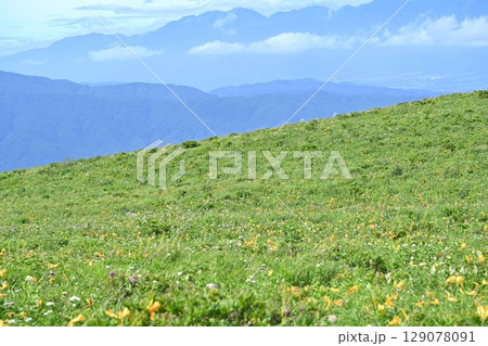 ニッコウキスゲが咲く夏の車山高原／長野県 129078091