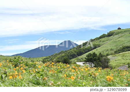 ニッコウキスゲが咲く夏の車山高原/長野県 ニッコウキスゲが咲く夏の車山高原/長野県 129078099