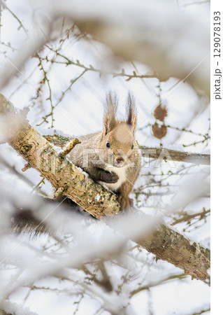 冬の森の小さな訪問者 129078193