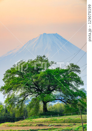 葉桜のわに塚と富士山の春景色 葉桜のわに塚と富士山の春景色 129078199