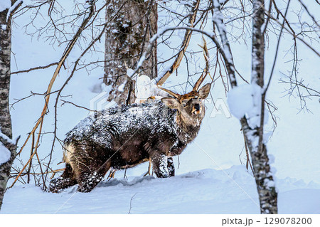 北の大地に生きるエゾシカ 北の大地に生きるエゾシカ 129078200