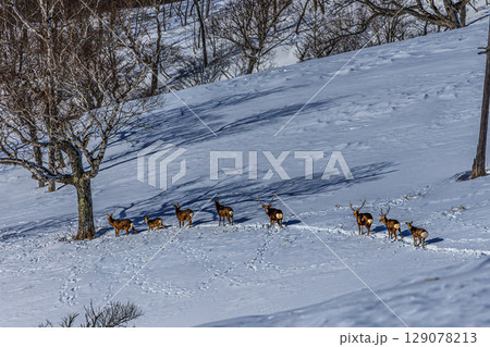 エゾシカの行進 — 北国の静寂 129078213
