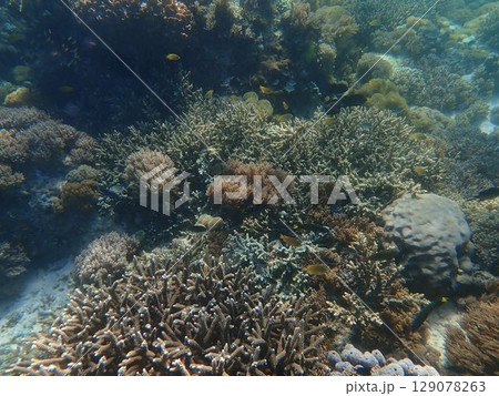 インドネシア　世界遺産コモド国立公園の魚 129078263