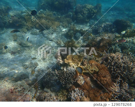 インドネシア　世界遺産コモド国立公園の魚 129078268