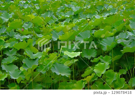 一面に生い茂るハスの葉 129078418