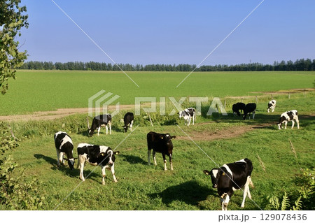 ナイタイ高原牧場（北海道・上士幌町） 129078436