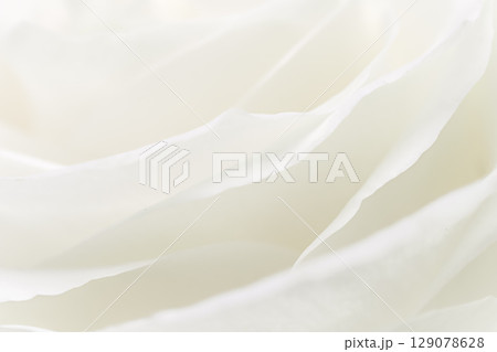 Abstract floral background, white rose flower petals, soft focus. Macro flowers backdrop for holiday brand design Abstract floral background, white rose flower petals, soft focus. Macro flowers backdrop for holiday brand design 129078628