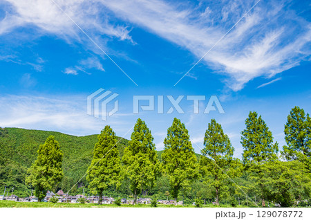 高島市マキノ町知内川沿いのメタセコイア並木 滋賀県 高島市マキノ町知内川沿いのメタセコイア並木 滋賀県 129078772