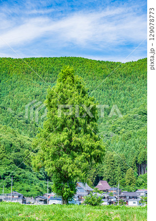 高島市マキノ町知内川沿いのメタセコイア　滋賀県 129078773