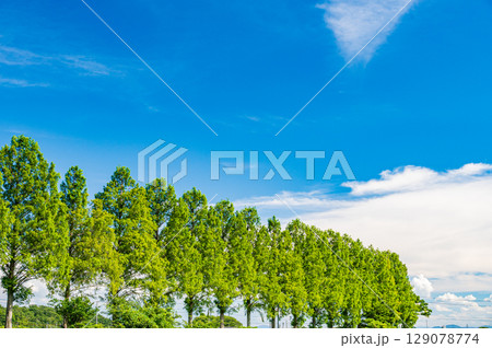 高島市マキノ町知内川沿いのメタセコイア並木 滋賀県 高島市マキノ町知内川沿いのメタセコイア並木 滋賀県 129078774