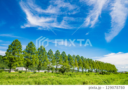 高島市マキノ町知内川沿いのメタセコイア並木　滋賀県 129078780