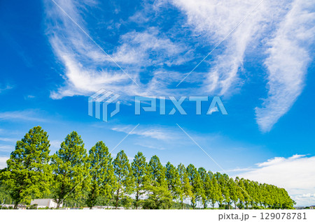 高島市マキノ町知内川沿いのメタセコイア並木　滋賀県 129078781