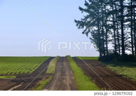 テンサイ畑・砂糖大根・北の大地（北海道・上士幌町） 129079102