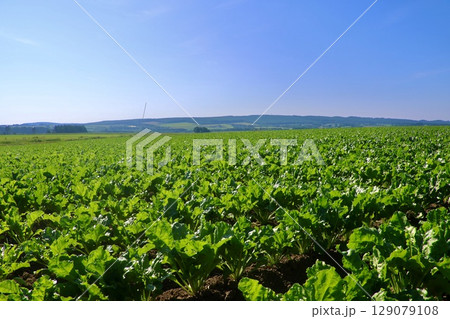 テンサイ畑・砂糖大根・北の大地（北海道・上士幌町） 129079108