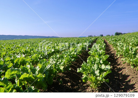 テンサイ畑・砂糖大根・北の大地(北海道・上士幌町) テンサイ畑・砂糖大根・北の大地(北海道・上士幌町) 129079109